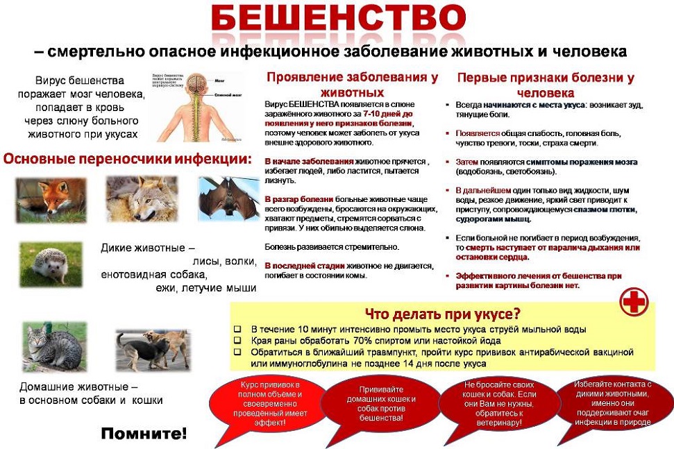 Внимание! Бешенство!.